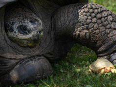 Nata la prima Tartaruga gigante delle Galapacos albina