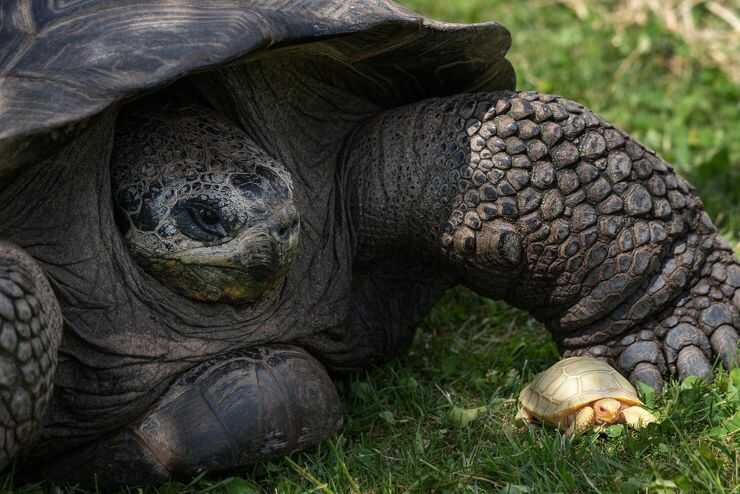 Nata la prima Tartaruga gigante delle Galapacos albina