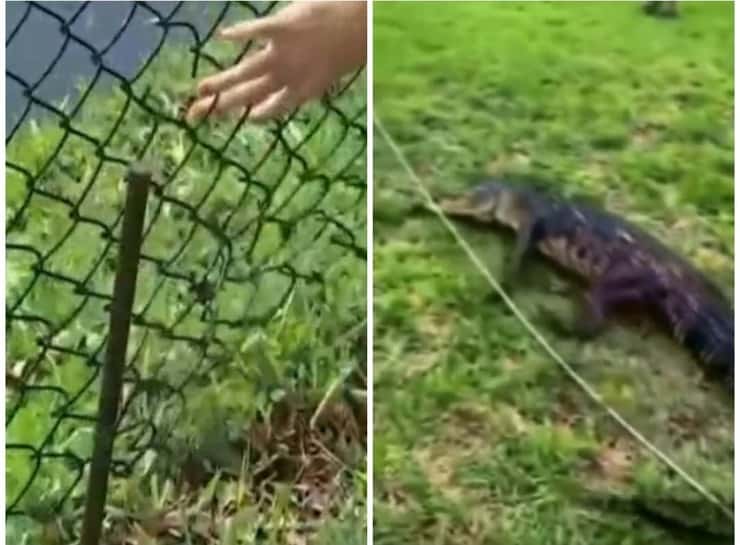 Donna si getta in soccorso del cane aggredito dall'alligatore (Screen Video)