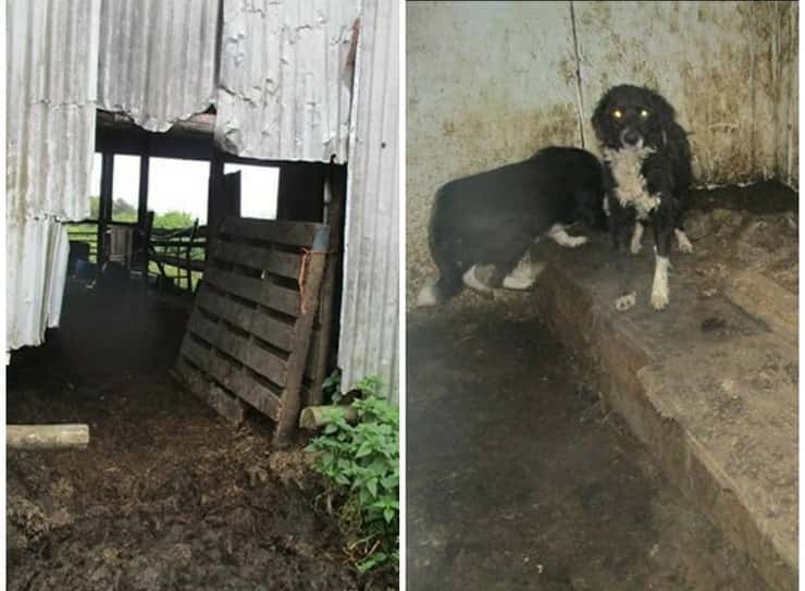 56 cani in condizioni devastanti: due uomini banditi dal possesso di animali