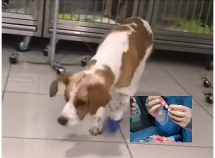 Lo pugnalano alla testa ma nonostante la crudeltà il cane è riuscito a sopravvivere (Video)