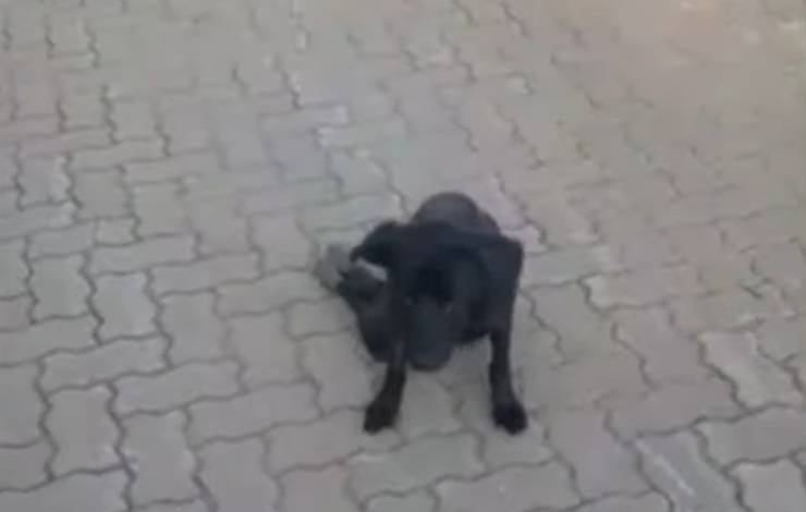 Cane paraplegico abbandonato nel mezzo della strada (Screen Video)