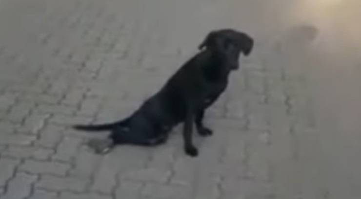 Cane paraplegico abbandonato nel mezzo della strada (Screen Video)