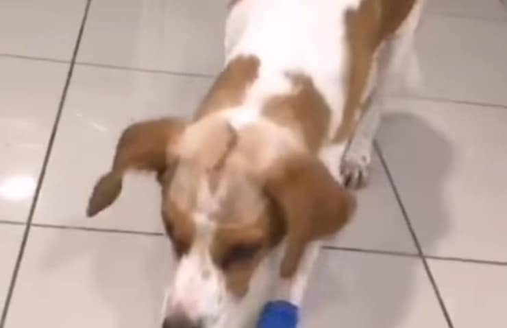 Lo pugnalano alla testa ma nonostante la crudeltà il cane è riuscito a sopravvivere (Screen Video)