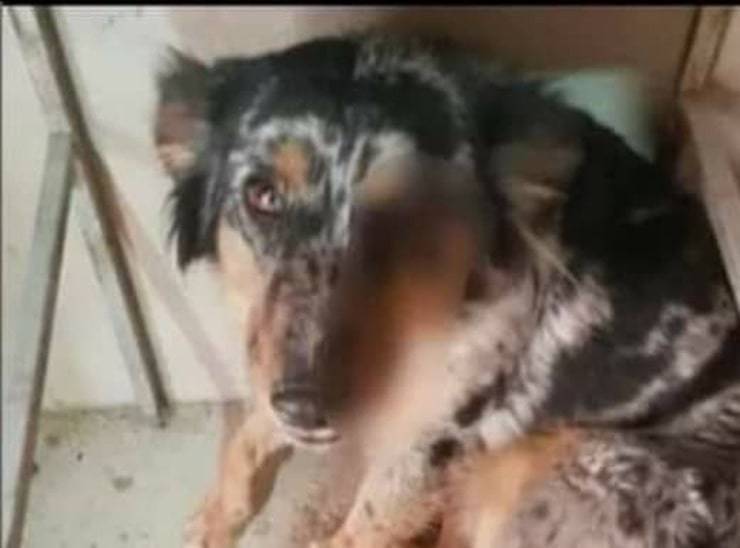 Aggredisce e ferisce un povero cane con un pezzo di legno appuntito (Foto Facebook)