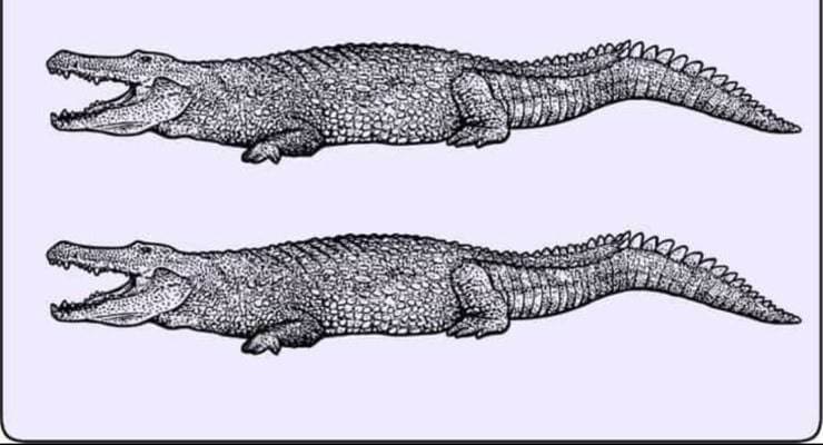 Il test del coccodrillo diverso solo i più intelligenti riescono a vederlo