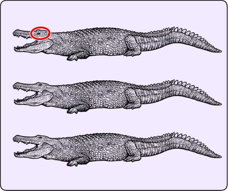 Il test del coccodrillo diverso solo i più intelligenti riescono a vederlo