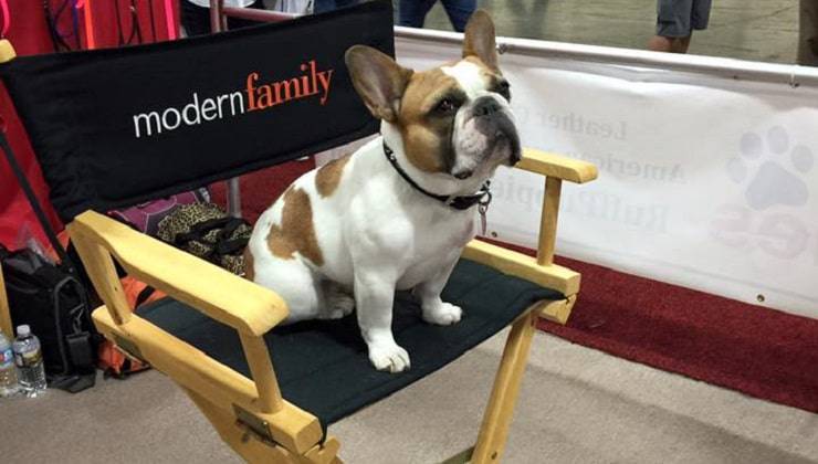 cane di Modern Family