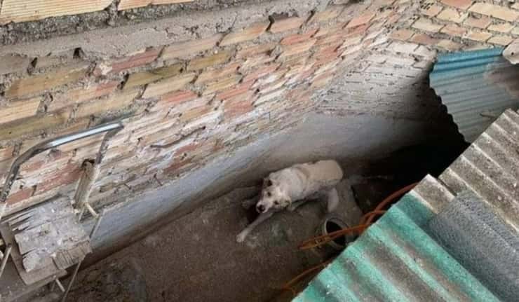 Il cane piangeva disperato: sembra un abbandono ma la realtà è diversa (Foto Twitter )