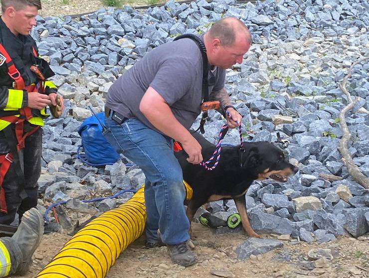 Cane resta incastrato nel tubo di scolo necessario l'intervento dei vigili.