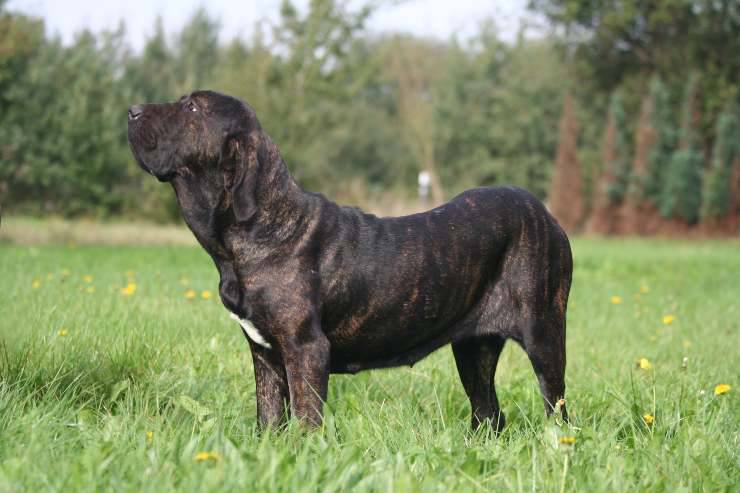 Fila Brasileiro: con chi va d'accordo