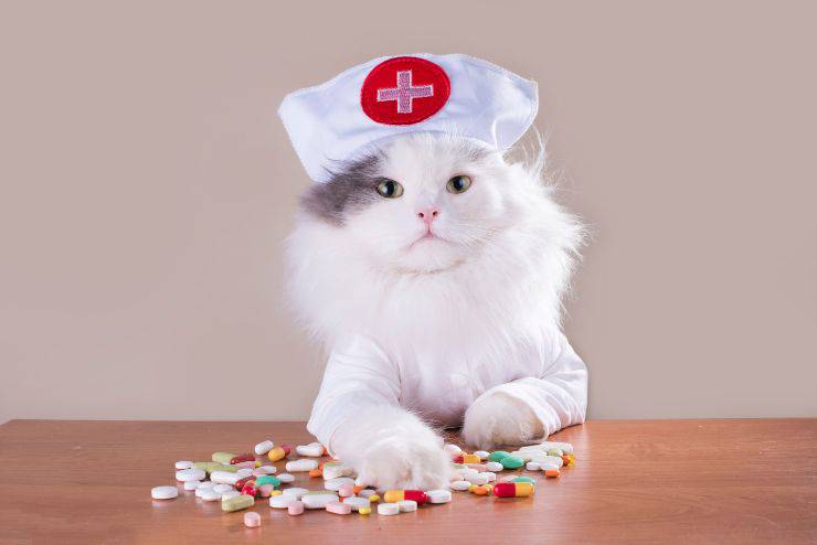 ¿Puede el gato entrar en la farmacia?