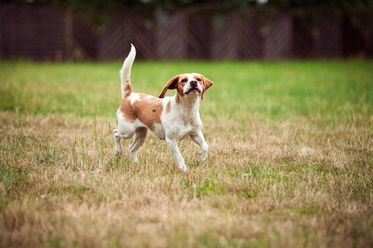 Foxhound inglese