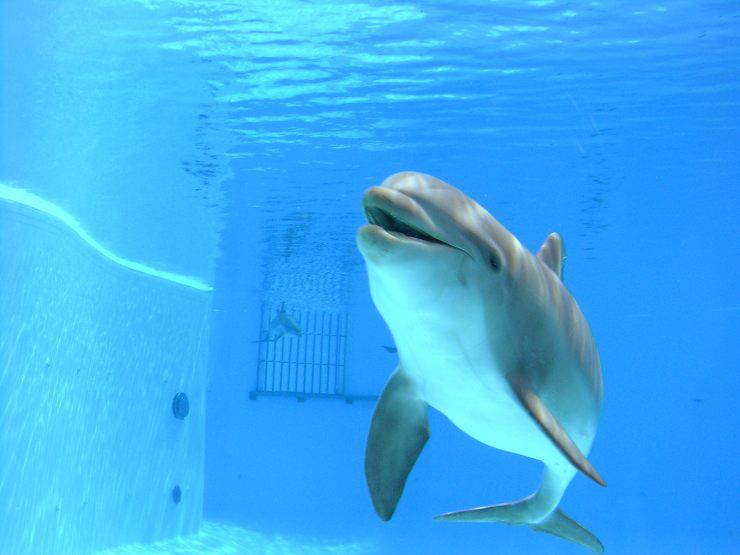 Delfini detenuti in vasche di dimensioni non conformi alla legge: è maltrattamento