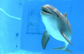Delfini detenuti in vasche di dimensioni non conformi alla legge: è maltrattamento