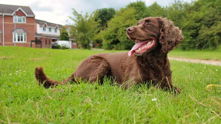 Alimentazione del Field Spaniel