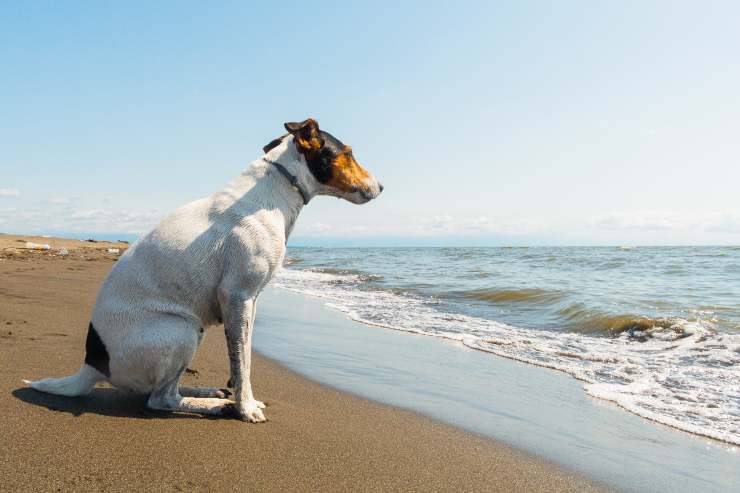 Fox Terrier a pelo liscio