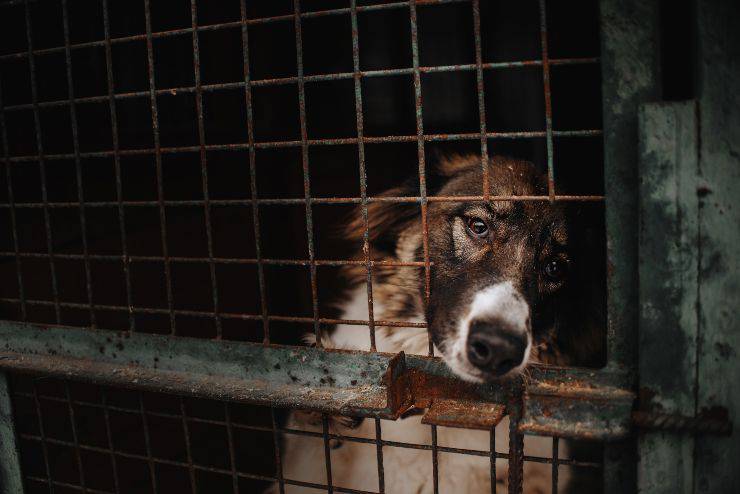 Pandemia, restituiti 117 mila cani: erano stati adottati durante il lockdown
