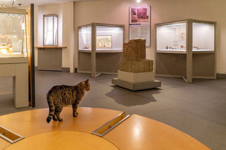 Il gatto può entrare nei musei?