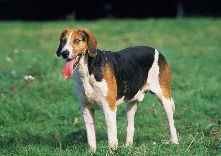 Foxhound inglese