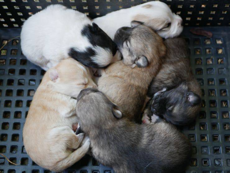 Salvati cinque cuccioli abbandonati in una scatola di cartone: ora cercano casa