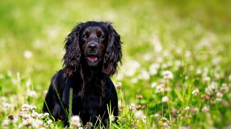 Cura del pelo del Field Spaniel