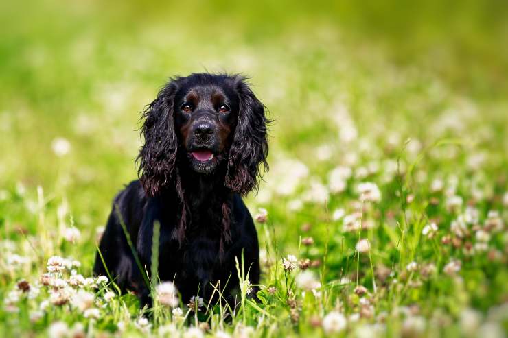 Field Spaniel