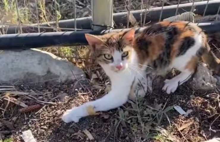 La gata Athena rescatada de la calle