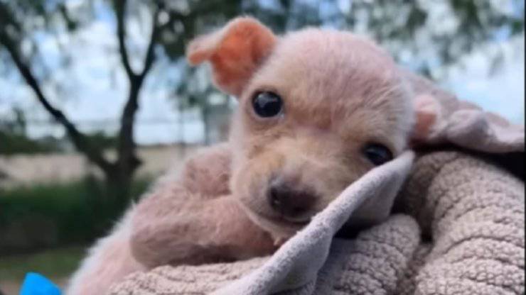 cagnolino con zampe storte