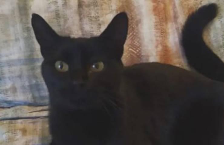 Blacky gatto scomparso 