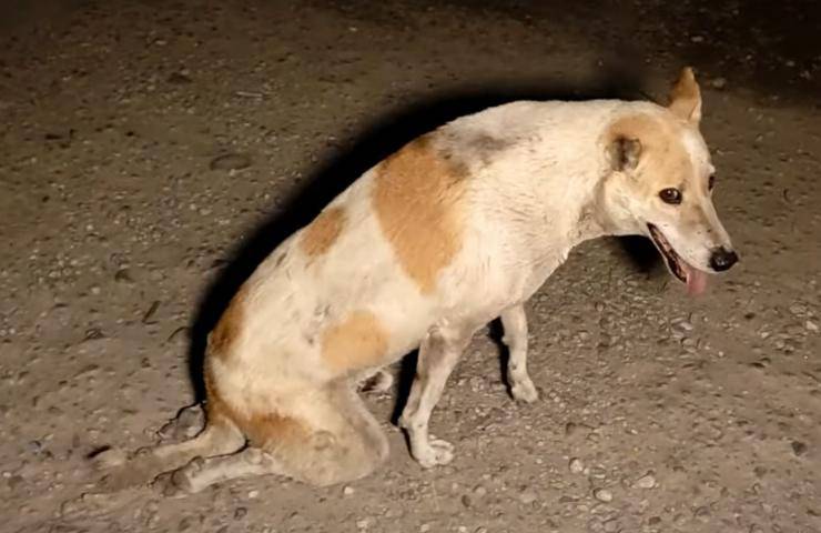 cane problema spina dorsale non riesce camminare video