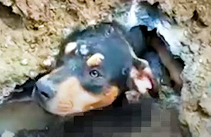 cane bloccato sotto terra tubo di drenaggio salvato