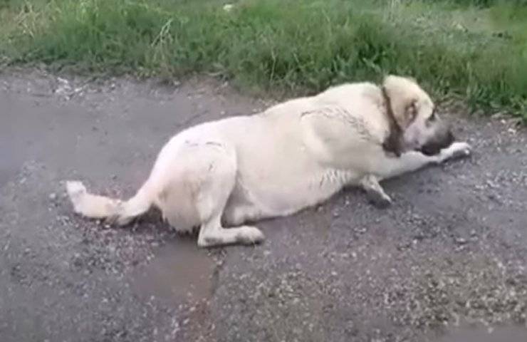 cane morente soccorso partorito due cuccioli video