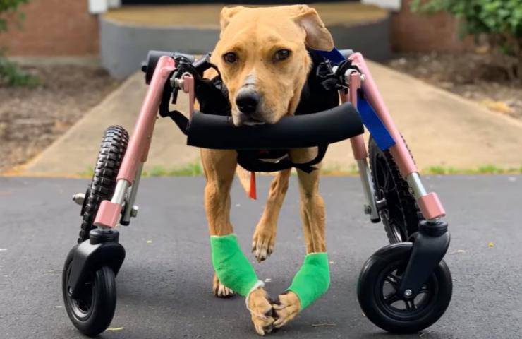 cane gettato abbandonato come fosse spazzatura video