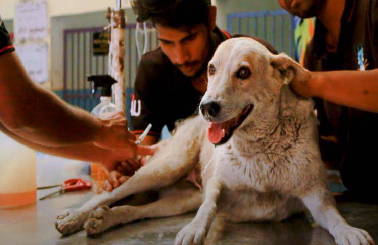 cane recuperato problema camminare schiena zampe