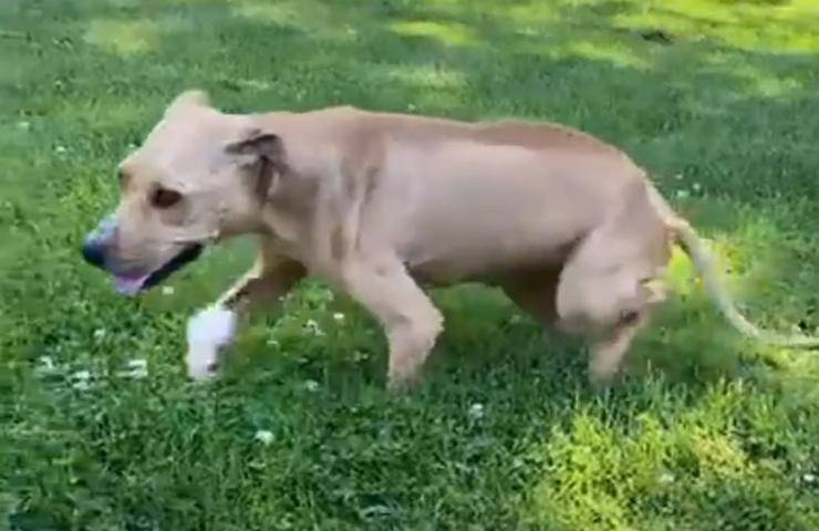 cagnolina riabilitazione zampe spezzate