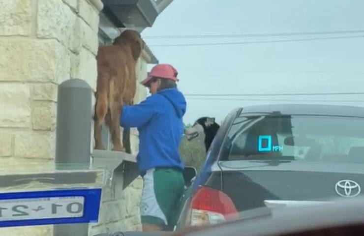 animale domestico affamato cerca cibo ristorante