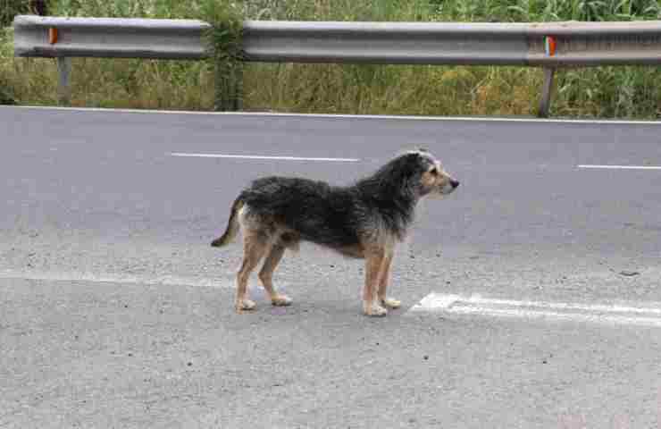 curato cane con gravi infezioni