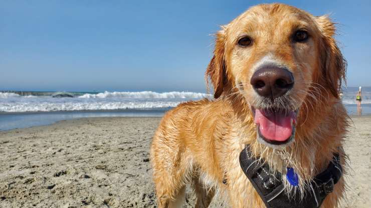 prendersi cura del cane in estate