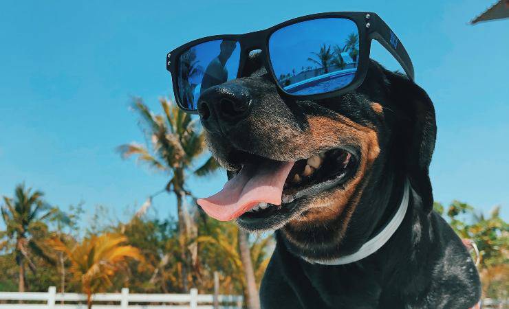 trattare il cane con il caldo