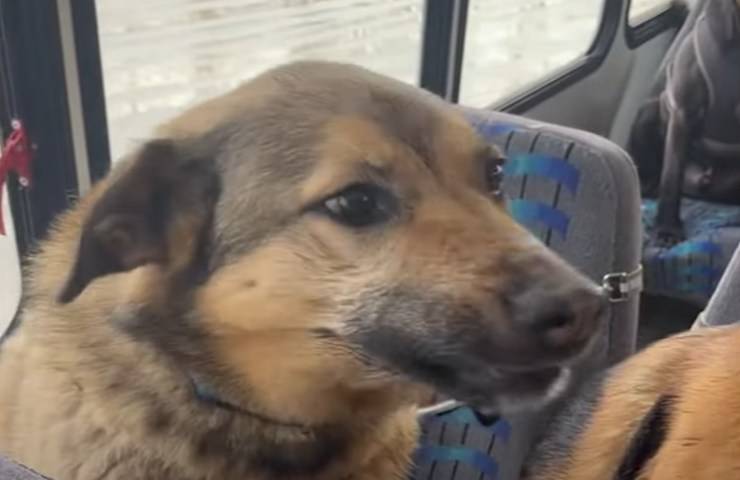 animali domestici in autobus verso asilo nido