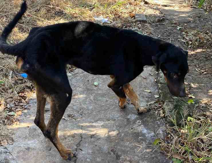 cane salvato da poliza