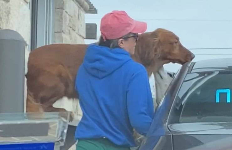 cane spazientito ritardo cibo drive-thru video