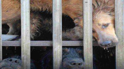 la storia di Rosie ed Henry