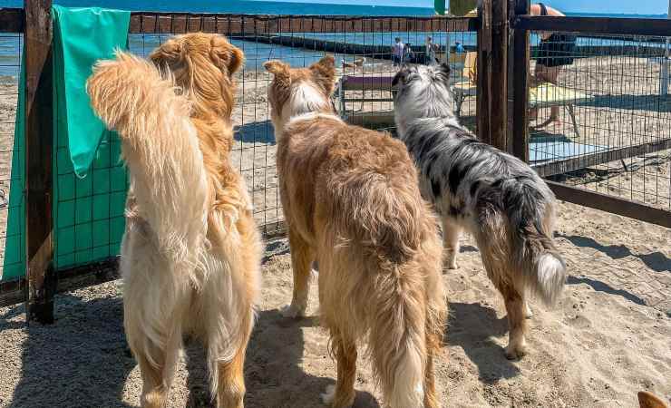 evento cani comacchio