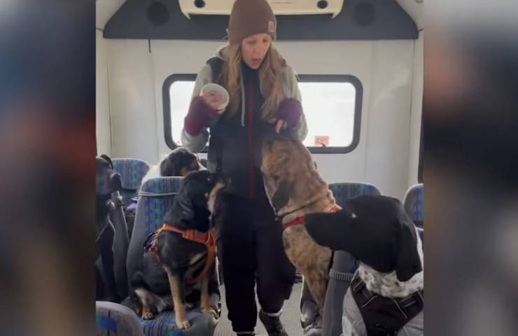 cani vengono portati asilo nido autobus video