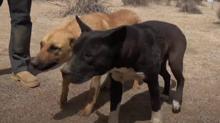 perros en el desierto