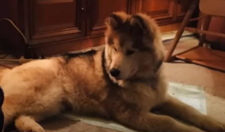 la increíble transformación del perro (Foto video)