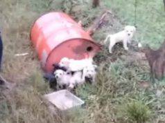 cuccioli abbandonati (Foto video)