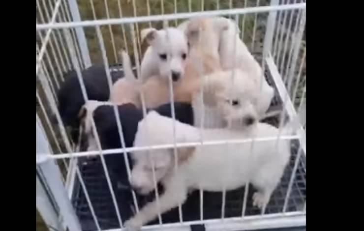 cuccioli tratti in salvo (Foto video)